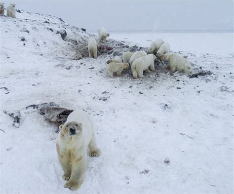56 Hungry Polar Bears Invade Village In Russia In Pictures And Videos