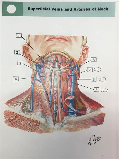Anatomy Superficial Veins Arteries Of Neck Diagram Quizlet The Best
