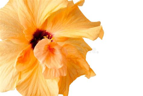 Yellow Hibiscus Flower Isolated On White Stock Photo Image Of Green