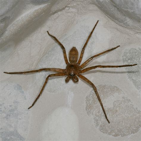 Heteropoda Venatoria The Brown Huntsman Spider Aka Giant Crab Spider