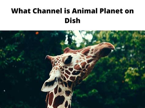 Dish program guide not updating. What Channel is Animal Planet on Dish - Updated Guide