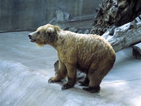 13475 San Diego Zoo Grizzly Bear Davidlquayle Flickr