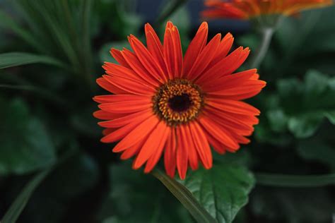 How To Grow And Care For Gerbera Daisies