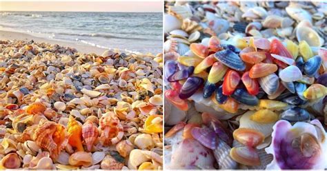 Sarasota Coastlines Are Some Of The Best Shelling Beaches In Florida