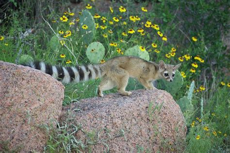Texas Hill Country Ringtail Cat 001 Photograph By Carlos Cedillo Fine