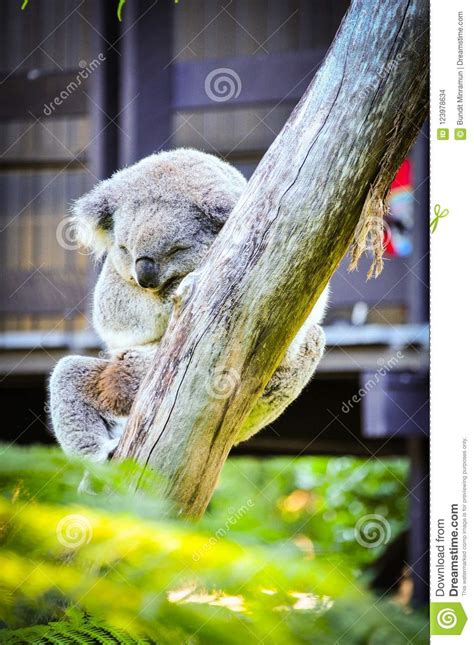 Cute Koala Bear Sleeping On The Tree In Sydney Zoo Stock
