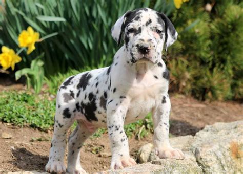 Sweet date available great dane puppy pros: Great Dane Puppies For Sale | Puppy Adoption | Keystone ...