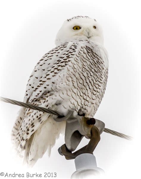 Snowy Owls In Western New York January 2014 Eddie Wrens Travel And