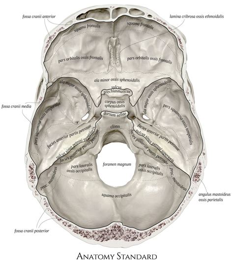 Internal Surface Of The Cranial Base Medical Anatomy Human Skeleton