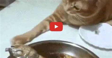 Touch The Fishy Best Cat S Funny Cat Videos Cute Cat 