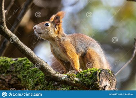 Eurasian Red Squirrel Sciurus Vulgaris At Old North Cemetery Of Munich