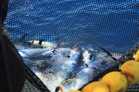 Nets For Bluefin Tuna Goldfish