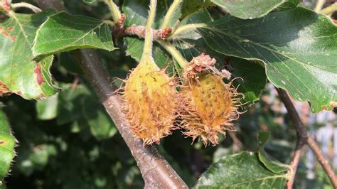 Common Beech Fagus Sylvatica Fruit Mast Close Up July 2018