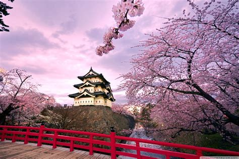 Cherry Blossoms Japan Hd Desktop Wallpaper High Definition