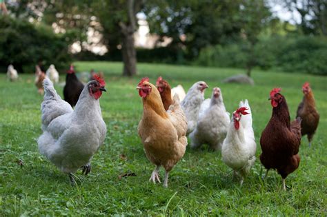 Lifestyles of the chicken famous. How do I introduce new chickens into my old flock?from My ...