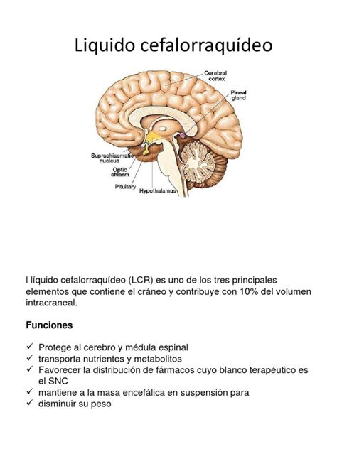 Liquido Cefalorraquídeo Fluido Cerebroespinal Sistema Nervioso Central