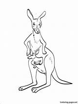 Wallaby Coloring Kangaroo Printable Designlooter 38kb 750px sketch template