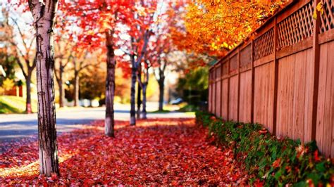 Fallen Red Leaves Path Wood Wall Blur Background Hd Nature Wallpapers