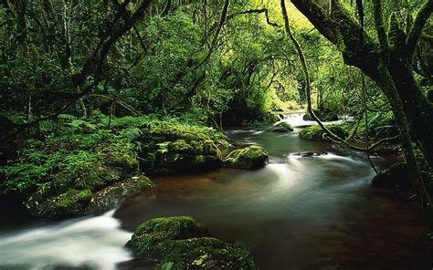 Jungle Stream River Costa Rica Hd Papel De Parede Wallpaperbetter