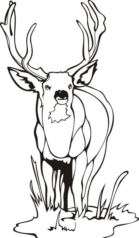 Deer hunting coloring pages download and print these deer hunting coloring pages for free. Free Printable Deer Coloring Pages For Kids