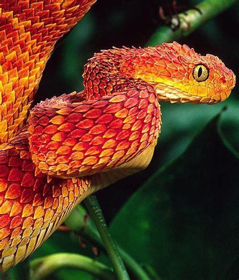 Cute Red Snake Beautiful Snakes African Bush Viper Colorful Animals