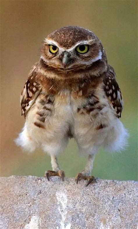 The Actual Length Of Owl Legs Will Never Stop Being Funny Owl