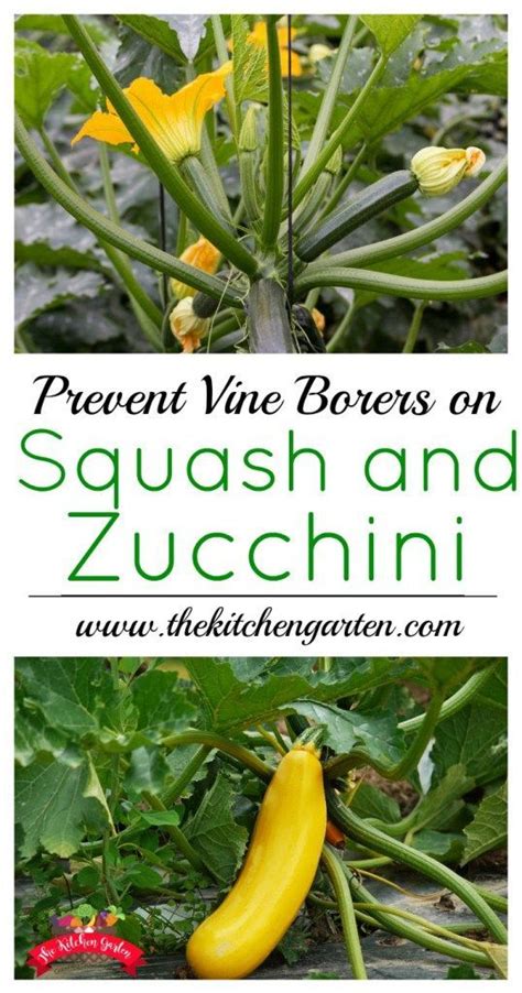 Bake a zucchini cake with cream cheese frosting. Protect Squash and Zucchini from Vine Squash Borer | Home ...