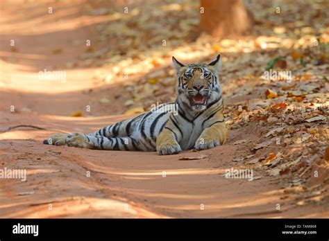 A Two Year Old Bengal Tiger Panthera Tigris Tigris Cub In Bandhavgarh