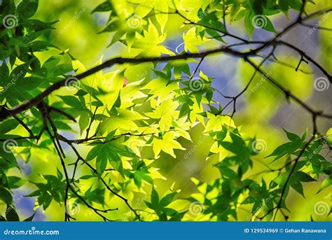 Bright Green Maples Leaves Caught In Sunlight Stock Image Image Of