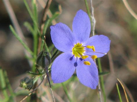 Id Blue Texas Wildflower Six Petals Yellow Stamen Flowers Forums