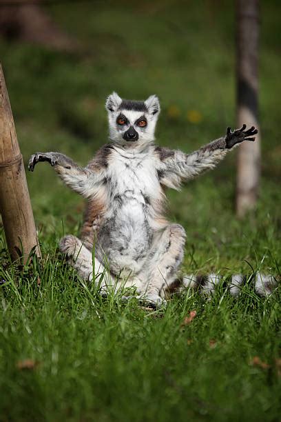 3800 Funny Lemur Stock Photos Pictures And Royalty Free Images Istock