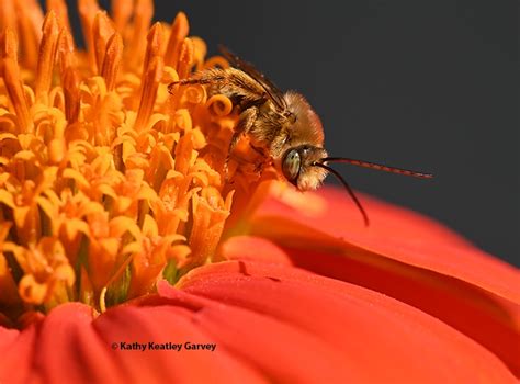 Whats On The Days Agenda For This Longhorned Bee Bug Squad Anr Blogs