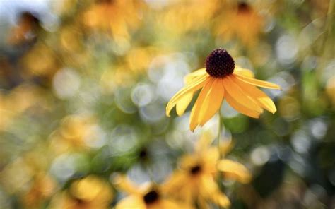 Celebrate Wildflowers This Week University Of Arkansas Sustainability