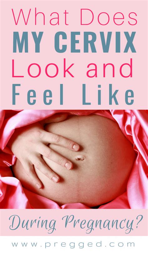 What Does Your Cervix Feel Like When Pregnant Pregged Com
