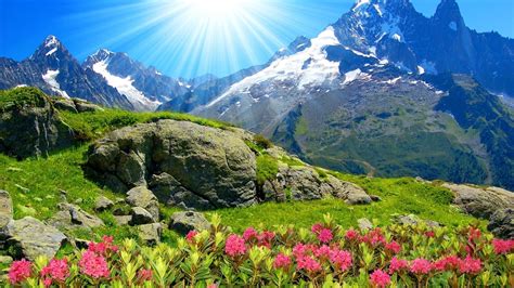 Red Petaled Flower Flowers Mountains Hd Wallpaper Wallpaper Flare