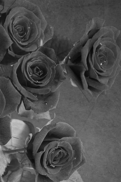 Best Ever Black And White Rose Wallpaper Iphone Motivational Quotes