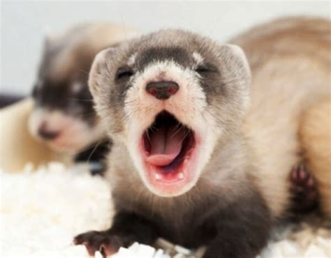 Cute Snapshots Of Yawning Animals