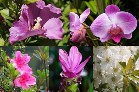 Sofia Squires Flowers And Their Meanings A Z List Of Flower Names