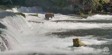 Friendly Reminder The Katmai National Park Bear Cam In Alaska Is Up
