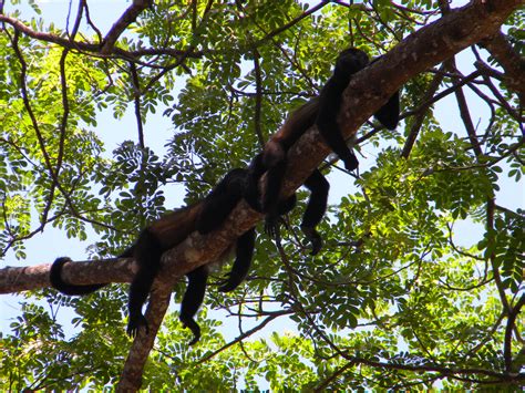 Free Images Tree Forest Branch Wildlife Jungle Fauna Savanna