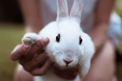 Search for convenient drug testing lab locations near you using our lab locator. The Leaping Bunny Loophole: Drugs And Supplements May Have ...