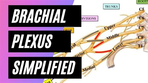 Complete Anatomy Brachial Plexus Gertymuse