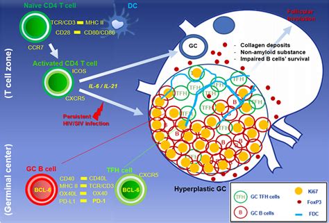 Frontiers The Dynamics Of T And B Cells In Lymph Node During Chronic