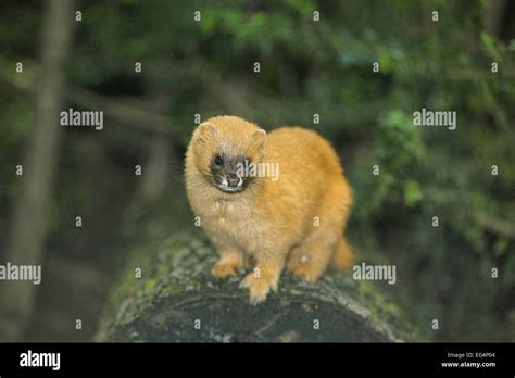 Siberian Weasel Mustela Sibirica Stock Photo Alamy