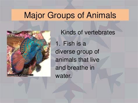Major Groups Of Animals
