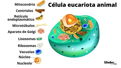 Tipos De Células Y Sus Características Eucariotas Y Procariotas