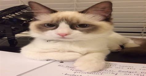 Grumpy Cat Before The Divorce Funny