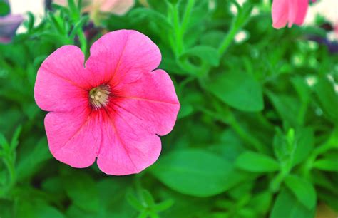 How to Harvest Petunia Seeds And Save Them for Future Use
