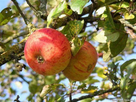 Pomme Reine Des Reinettes Culture Récolte Conservation Détente Jardin