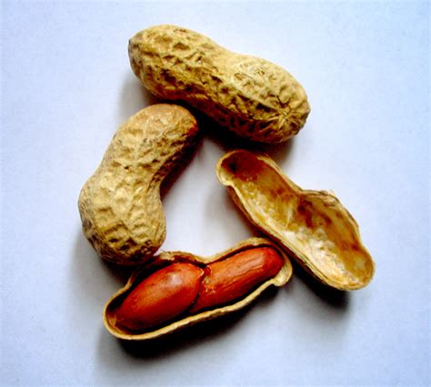 Filearachis Hypogaea Peanuts Wikimedia Commons